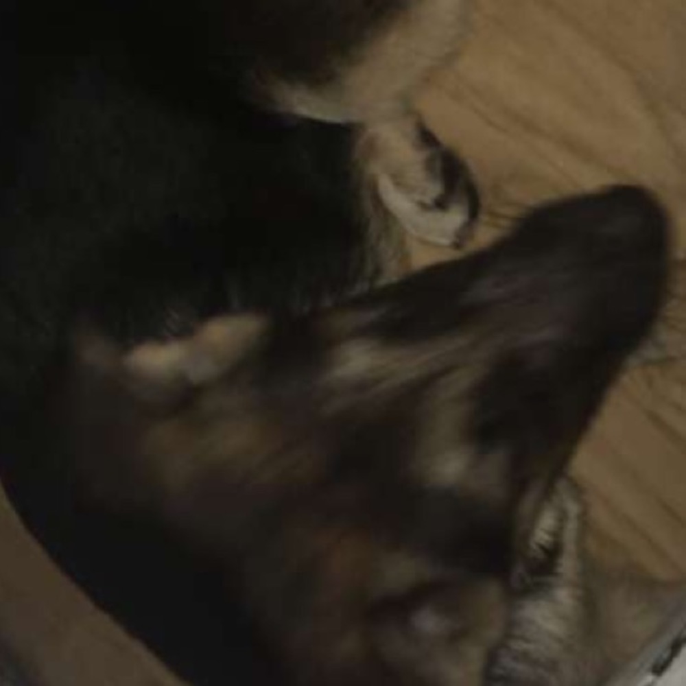 Meet your Posher, Jayden